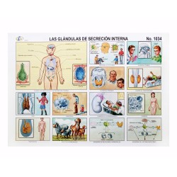 LAMINA LAS GLANDULAS DE SECRECION INTERNA #1034 RAF E.(25)
