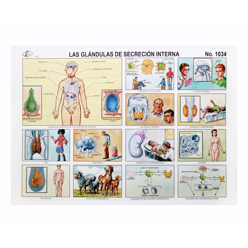 LAMINA LAS GLANDULAS DE SECRECION INTERNA #1034 RAF E.(25)